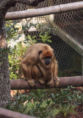 Siyah ve altın uluyan maymun Alouatta caraya