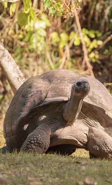 Aldabra Giant Tortoise Aldabrachelys Gigantean Большая Рептилия Островов Атолла Альдабра — стоковое фото