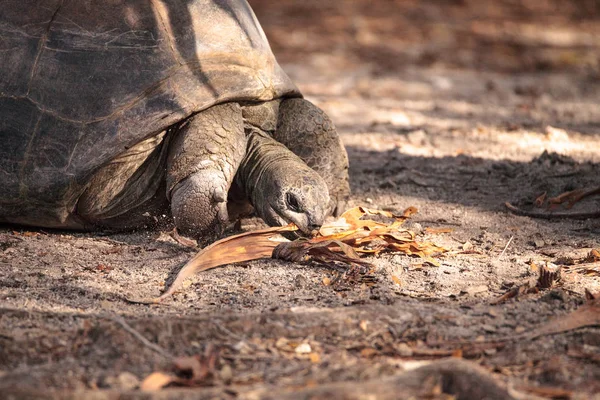 Aldabra Giant Tortoise Aldabrachelys Gigantean Большая Рептилия Островов Атолла Альдабра — стоковое фото