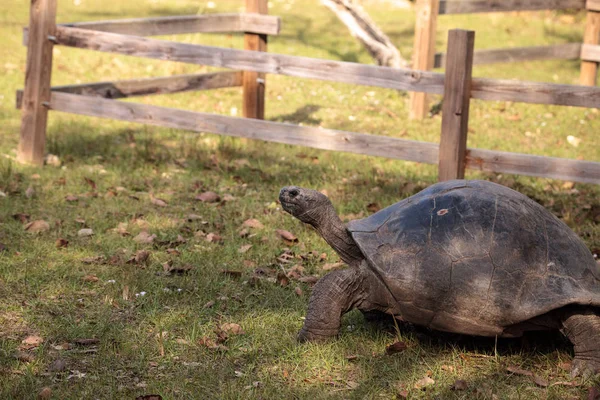 Aldabra Giant Tortoise Aldabrachelys Gigantean Большая Рептилия Островов Атолла Альдабра — стоковое фото