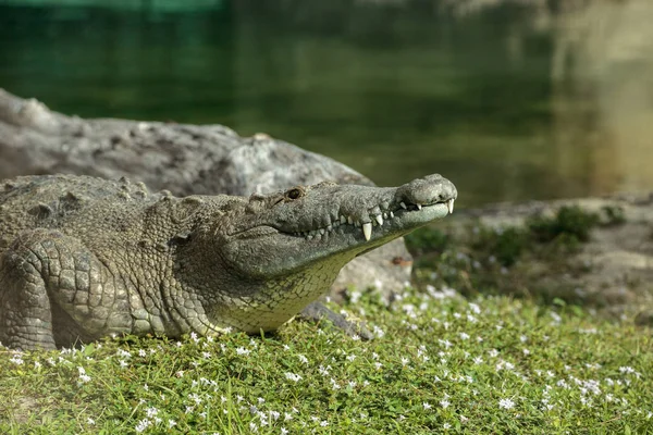 Amerikai Krokodil Crocodylus Acutus Suns Maga Nagy Fogak Látható Oldalán — Stock Fotó