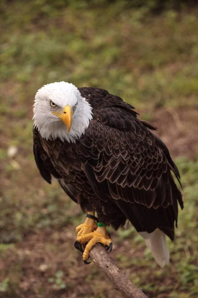 Bald Eagle Haliaeetus Leucocephalus Bird Crouches Ground — Stock Photo, Image