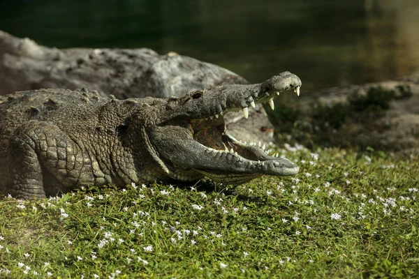 Crocodylus Acutus 플로리다에 연못의 측면에 보이는 이빨과 — 스톡 사진