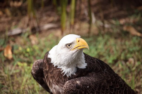 Águila Calva Haliaeetus Leucocephalus Pájaro Agachado Suelo —  Fotos de Stock