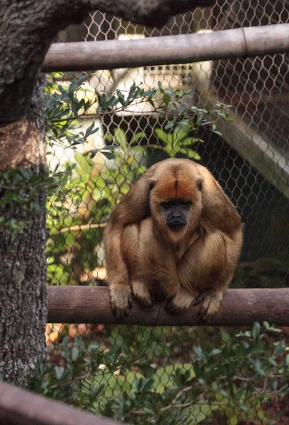 Macaco Uivo Preto Dourado Alouatta Caraya Encontrado Bolívia Brasil Paraguai — Fotografia de Stock