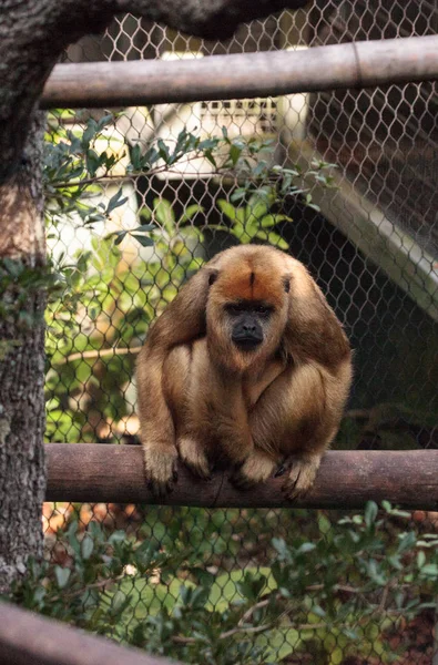 Macaco Uivo Preto Dourado Alouatta Caraya Encontrado Bolívia Brasil Paraguai — Fotografia de Stock