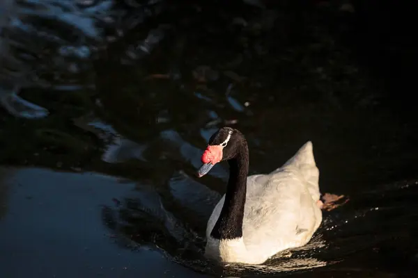 Cisne Cuello Negro Cygnus Melancoryphus Nada Estanque América Del Sur — Foto de Stock