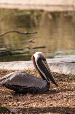 Kahverengi Pelikan Pelecanus occidentalis Güney Florida bir havuzda Kur.