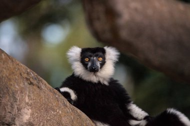 Black and white ruffed lemur Varecia variegate found in Madagascar. clipart