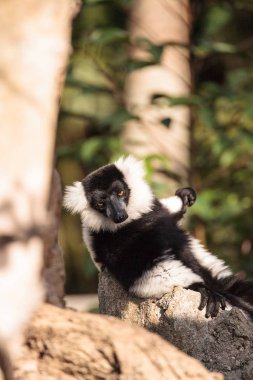 Siyah ve beyaz Nomascus Varecia variegate lemur Madagaskar bulundu.