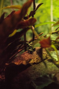 Yeşil ve siyah zehirli ok kurbağası Dendrobates hava 