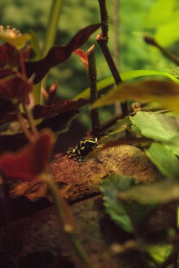 Yeşil ve siyah zehirli ok kurbağası Dendrobates hava