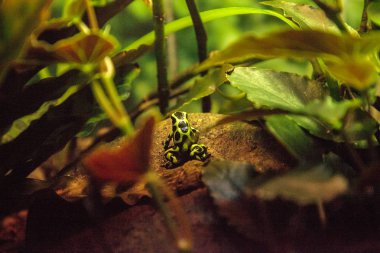 Yeşil ve siyah zehirli ok kurbağası Dendrobates hava