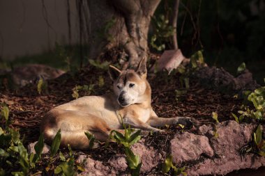 Bir ağacın altında eski yaşlı Yeni Gine şarkı köpek Canis lupus dingo rahatlatır.