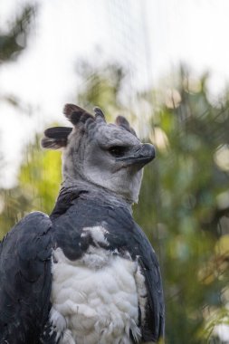 Harpy eagle Harpia harpyja raptor perched on a branch clipart