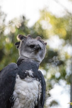 Harpy kartal Harpia harpyja raptor bir dal üzerinde tünemiş