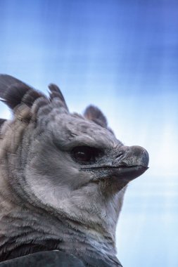 Harpy kartal Harpia harpyja raptor bir dal üzerinde tünemiş