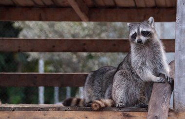 Rakun bir sundurma Güney Florida Procyon lotor çift oynamak