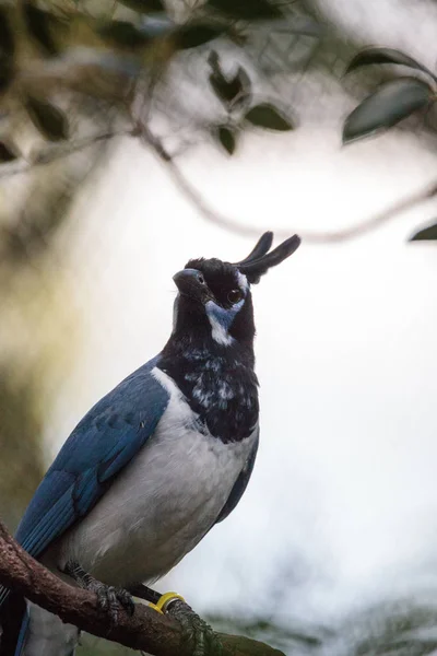 Kara gerdanlı magpie jay Cyanocorax colliei kuş — Stok fotoğraf