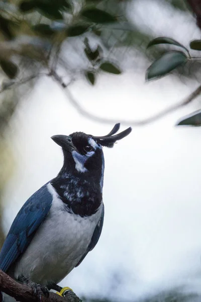 Kara gerdanlı magpie jay Cyanocorax colliei kuş — Stok fotoğraf