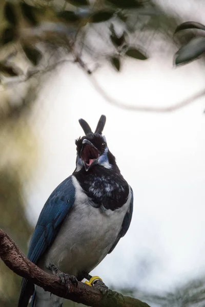 Kara gerdanlı magpie jay Cyanocorax colliei kuş — Stok fotoğraf