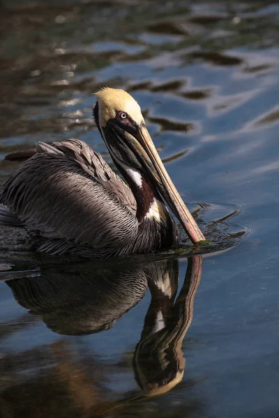 Werben Braunen Pelikan Pelecanus Occidentalis Einem Teich Südflorida — Stockfoto