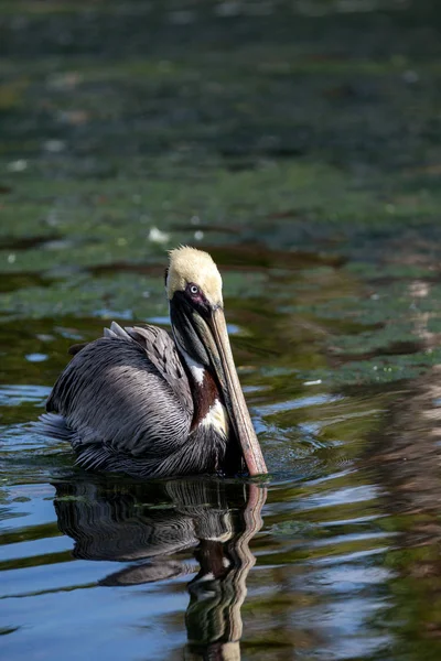 Ухаживание Коричневым Пеликаном Pelecanus Occidentalis Пруду Юге Флориды — стоковое фото