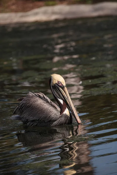 Werben Braunen Pelikan Pelecanus Occidentalis Einem Teich Südflorida — Stockfoto