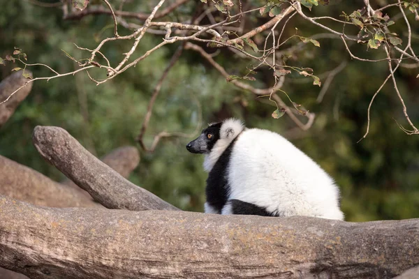 Siyah ve beyaz Nomascus lemur Varecia variegate — Stok fotoğraf
