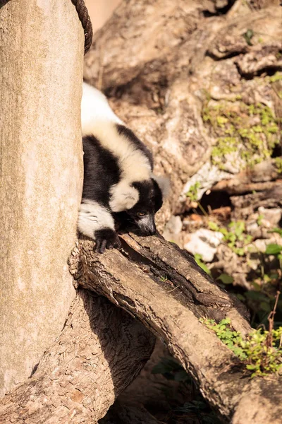 Svart Och Vitt Vari Varecia Variegate Funna Madagaskar — Stockfoto