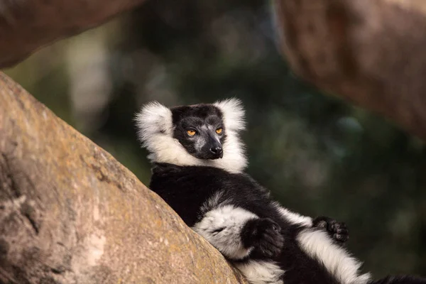 Lémur Rufo Blanco Negro Varecia Variegate Encontrado Madagascar — Foto de Stock