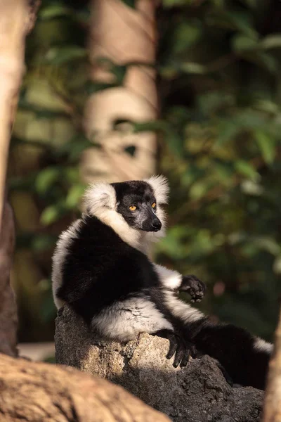 Siyah Beyaz Nomascus Varecia Variegate Lemur Madagaskar Bulundu — Stok fotoğraf
