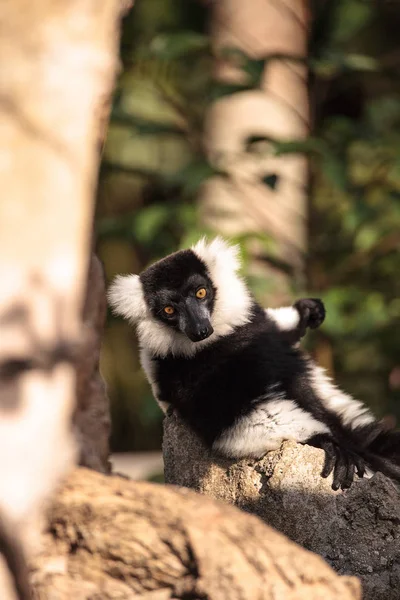 Siyah Beyaz Nomascus Varecia Variegate Lemur Madagaskar Bulundu — Stok fotoğraf