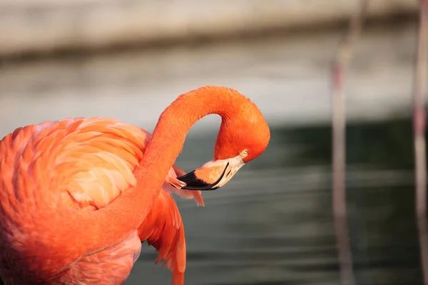 Pink Caribbean Flamingo Phoenicopterus Ruber Middle Flock Flamingos Breeding Season — Stock Photo, Image