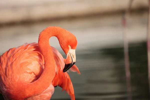 Pink Caribbean Flamingo Phoenicopterus Ruber Middle Flock Flamingos Breeding Season — Stock Photo, Image