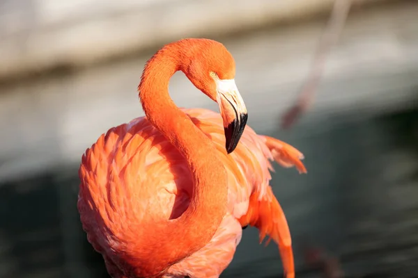 Pink Caribbean flamingo, Phoenicopterus ruber, in the middle of — Stock Photo, Image