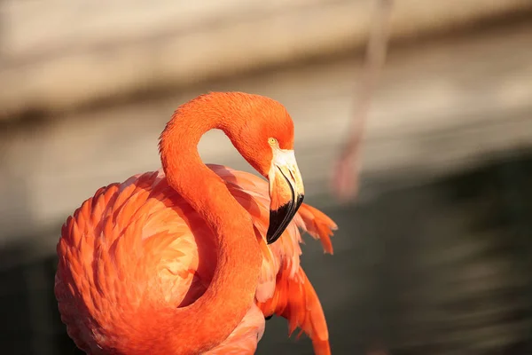 Pink Caribbean flamingo, Phoenicopterus ruber, in the middle of — Stock Photo, Image