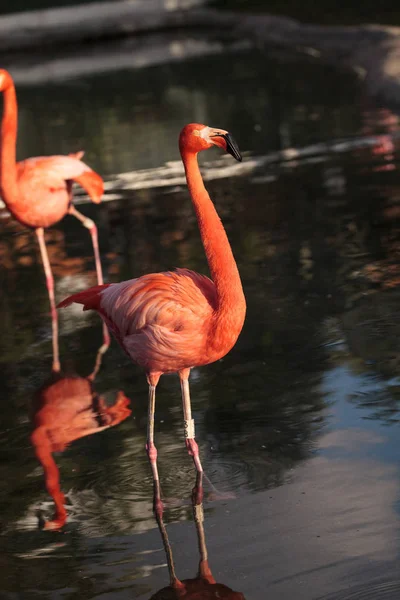 Розовый Карибский Фламинго Phoenicopterus Ruber Посреди Стада Фламинго Время Сезона — стоковое фото