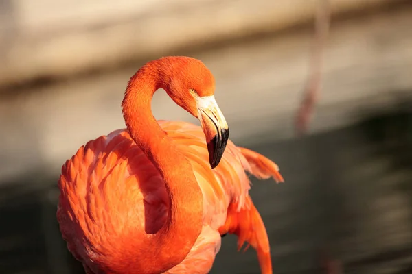 Roze Caribische Flamingo Phoenicopterus Ruber Het Midden Van Kudde Flamingo — Stockfoto