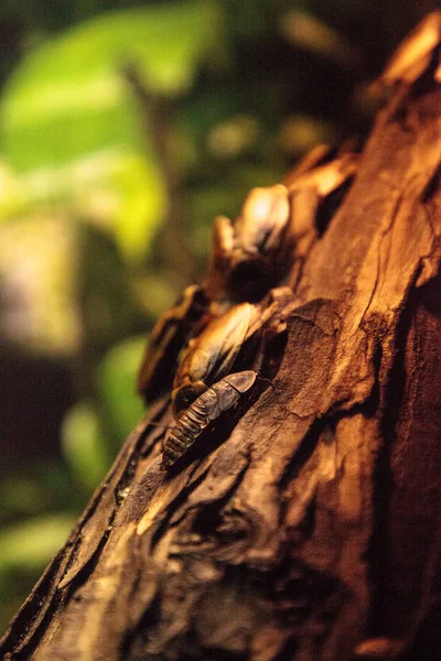 Bosque Centroamericano Cucaracha Blaberus giganteus — Foto de Stock