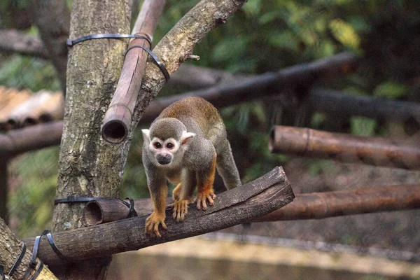 Macaco-esquilo-comum Saimiri sciureus — Fotografia de Stock