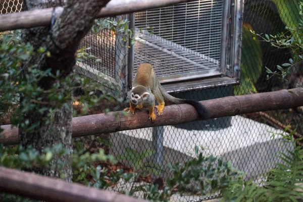 Macaco Esquilo Comum Saimiri Sciureus Encontrado Selva Amazônica — Fotografia de Stock