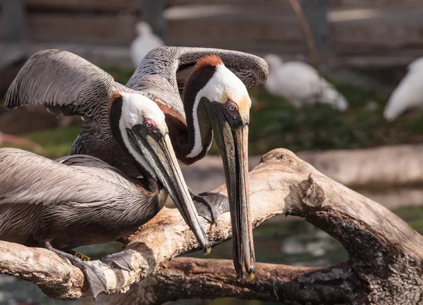 Pélican brun courtisant Pelecanus occidentalis — Photo