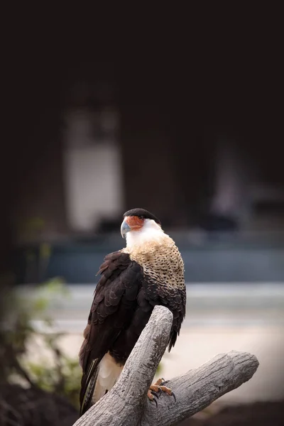 Crested Caracara Bird Caracara Cheriway Perched Branch Southern Florida — Stock Photo, Image