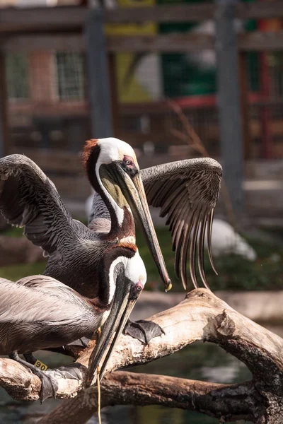 Corteggiamento Pellicano Marrone Pelecanus Occidentalis Uno Stagno Nel Sud Della — Foto Stock