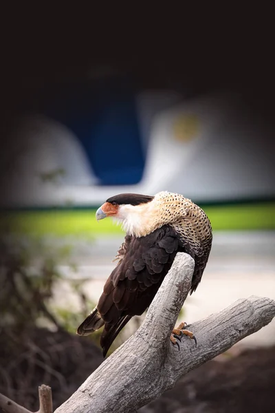 Crested caracara bird Caracara cheriway — Stock Photo, Image