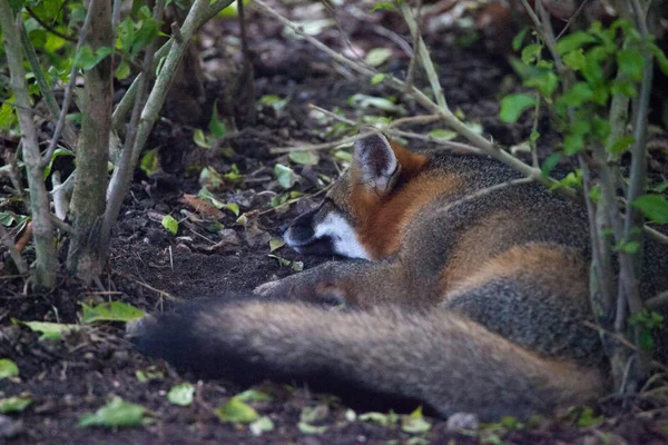 Grey fox Urocyon cinereoargenteus — Stock Photo, Image