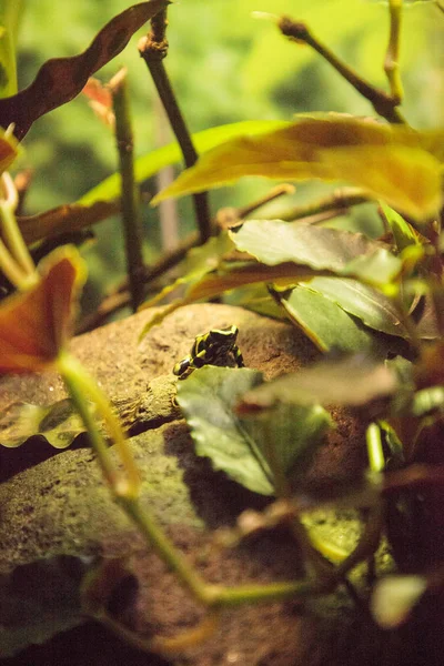 Zelené a černé jed šipky žába Dendrobates auratus — Stock fotografie