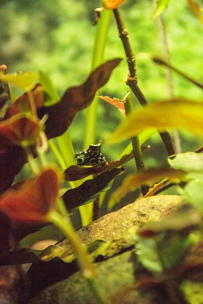 Зелено-чорна отрута дротяна жаба Дендробатас — стокове фото