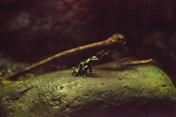 Πράσινο Και Μαύρο Βέλος Δηλητήριο Βάτραχος Dendrobates Auratus Βρίσκεται Στην — Φωτογραφία Αρχείου